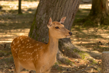 Deer in Nara Park. Japan.Deer is cherished as a divine force of God