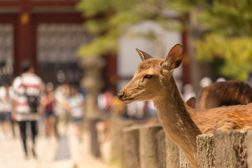 Deer in Nara Park. Japan.Deer is cherished as a divine force of God