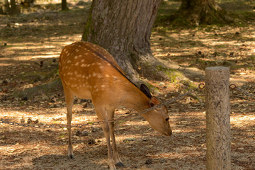 Deer in Nara Park. Japan.Deer is cherished as a divine force of God