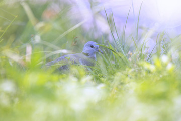 A spotted dove hides behind the grassed