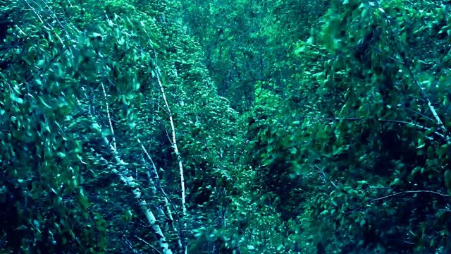 Windstorm in birch forest. Orange level of danger