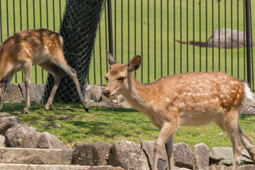 Deer in Nara Park. Japan.Deer is cherished as a divine force of God