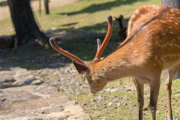 Deer in Nara Park. Japan.Deer is cherished as a divine force of God