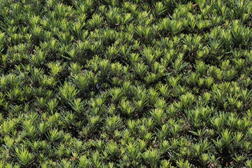 Green shrub wall. screening trees for eco design concepts.