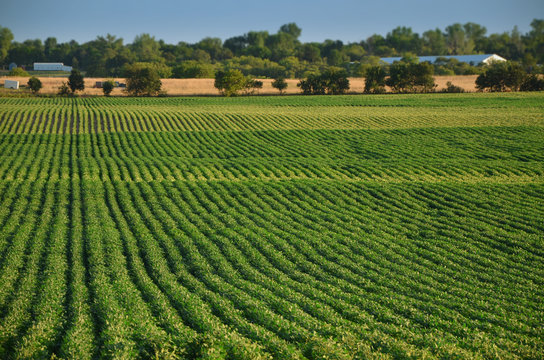 Soybean Field (Wide)