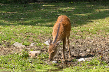 Deer in Nara Park. Japan.Deer is cherished as a divine force of God