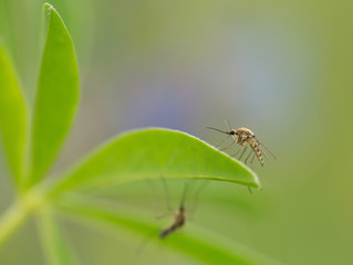 Mosquito resting on lupin leaf