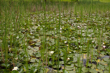 A pond with cattail reeds and white flowers 