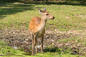 Deer in Nara Park. Japan.Deer is cherished as a divine force of God