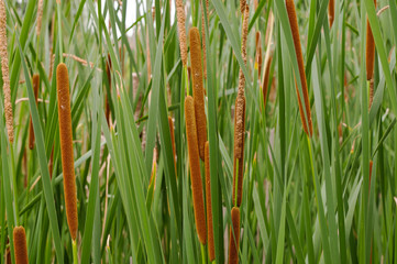A close up of multiple cattail reeds with their stems on a pond
