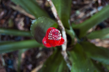 Bromeliae in Atlantic Forest