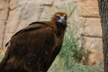 sexy bird