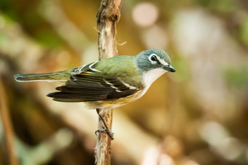 Blue-headed Vireo