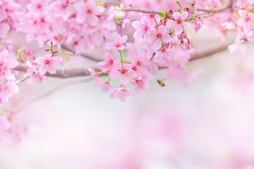 Cherry(Sakura) blossom with flying bee around the flowers