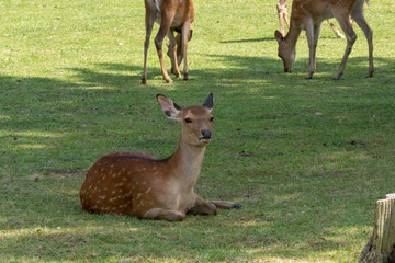 Deer in Nara Park. Japan.Deer is cherished as a divine force of God