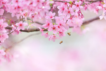 Cherry(Sakura) blossom with flying bee around the flowers