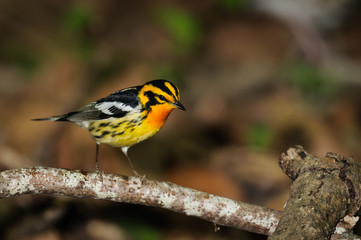 Blackburnian Warbler