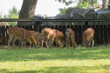 Deer in Nara Park. Japan.Deer is cherished as a divine force of God