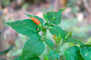 close up red chili peppers on the tree in garden