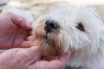 Close up of hands inspecting the face of a dirty west highland white terrier dog - nose  and snout covered in sand