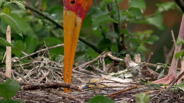 Yellow-billed stork chicks in nest