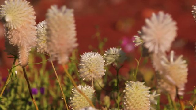 A close up shot of wildflower and branches and leaves. Camera moves to the right