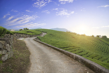 Fototapeta na wymiar Landscape of tea field in the morning 