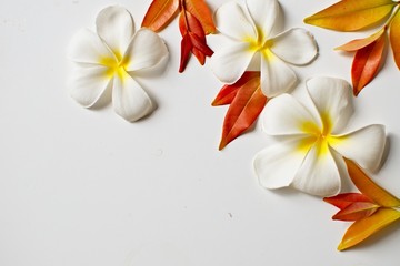 white plumeria flowers and red leaves frame close-up on a white background with copy space