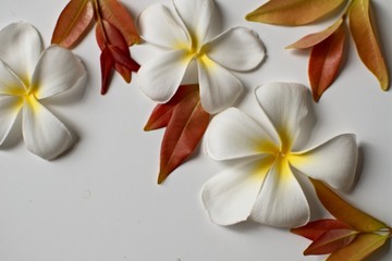 white plumeria flowers and red leaves frame close-up on a white background with copy space