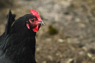 Urban chicken in old Seattle