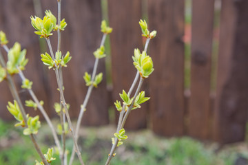 In spring buds are blossomed on lilac bushes