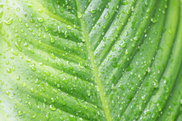 Green leaves with water drops natural background