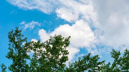 Tree branches against the blue sky