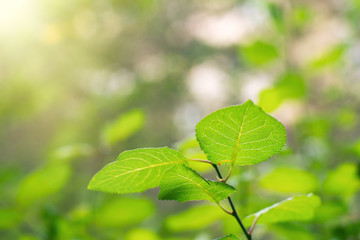Fototapeta na wymiar Bright green leaves in the sunlight. Selective focus