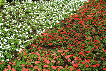 Image of flower lawns.