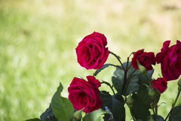 Beautiful blooming rose on a green background blur. Soft selective focus. Closeup Image.