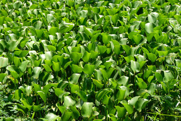 Obraz premium Water hyacinth plants green leaves