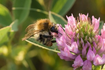 eine Biene sucht nektar an einer Kleeblüte © biggi62
