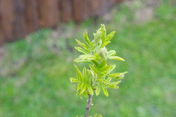 Spring buds on the mountain ash blossom