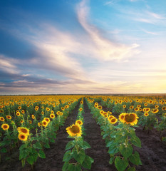 Field of sunflowers.