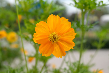 soft focus, yellow flowers in the garden