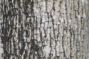 Fototapeta premium bark of tree texture , soft focus