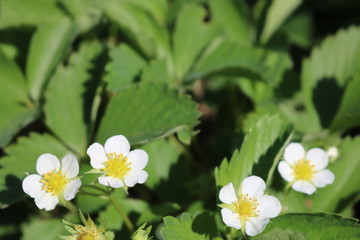Obraz premium Strawberry flowers