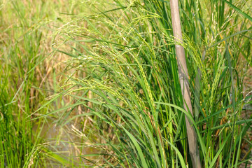 Close up of rice fields