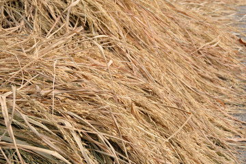 Close up of rices