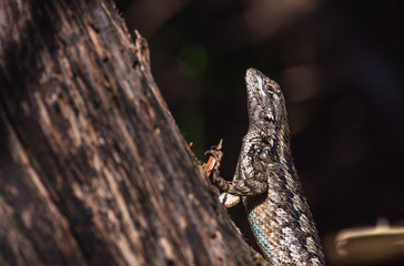 Texas Spiny Lizard on Tree