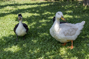 Close-up, ducks standing on grass. A sunny day.