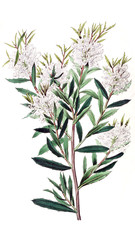 Illustration of plant