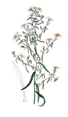 Illustration of plant