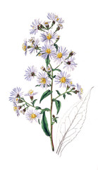 Illustration of plant